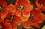 Festa del tulipano